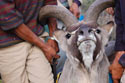 Karoo Stud Game Services
