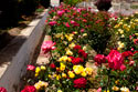 The garden at Jakhalsdans Karoo Farm